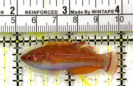 Carpenter's Flasher Wrasse CFW111101 WYSIWYG Size: L 2" approx