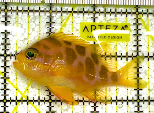 Borbonius Anthias BA111401 WYSIWYG Size: L 3.25" approx