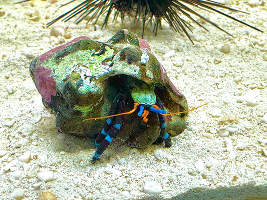 Electric Blue Hermit Crab EBHC111301 WYSIWYG