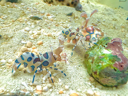 Harlequin Shrimp HS111301 WYSIWYG