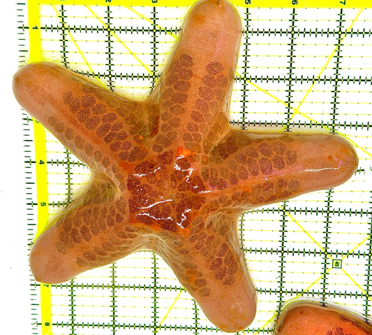 Five Headed Granular Penis Starfish FHGPS111802 WYSIWYG Size: XL 8.5" approx