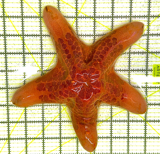 Five Headed Granular Penis Starfish FHGPS111803 WYSIWYG Size: XL 8" approx