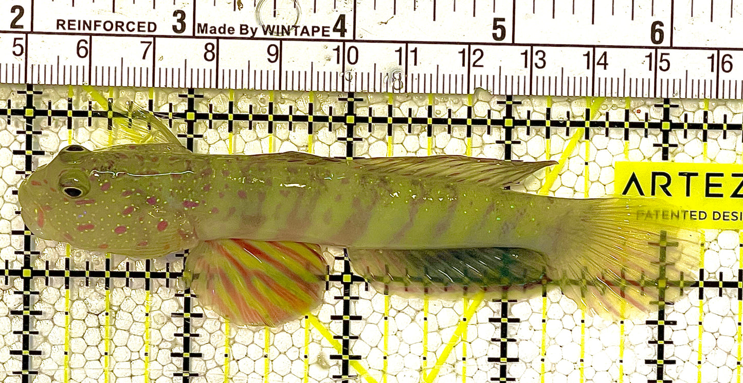 Pink Spotted Watchman Goby PSWG121303 WYSIWYG Size: XL 4.25" approx