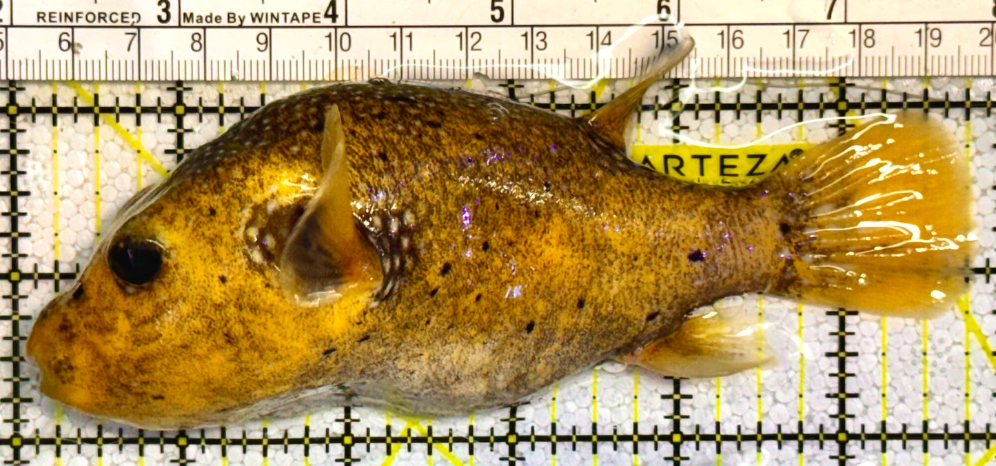 Golden Pufferfish Male GPM121401 WYSIWYG Size: L 5.75" approx