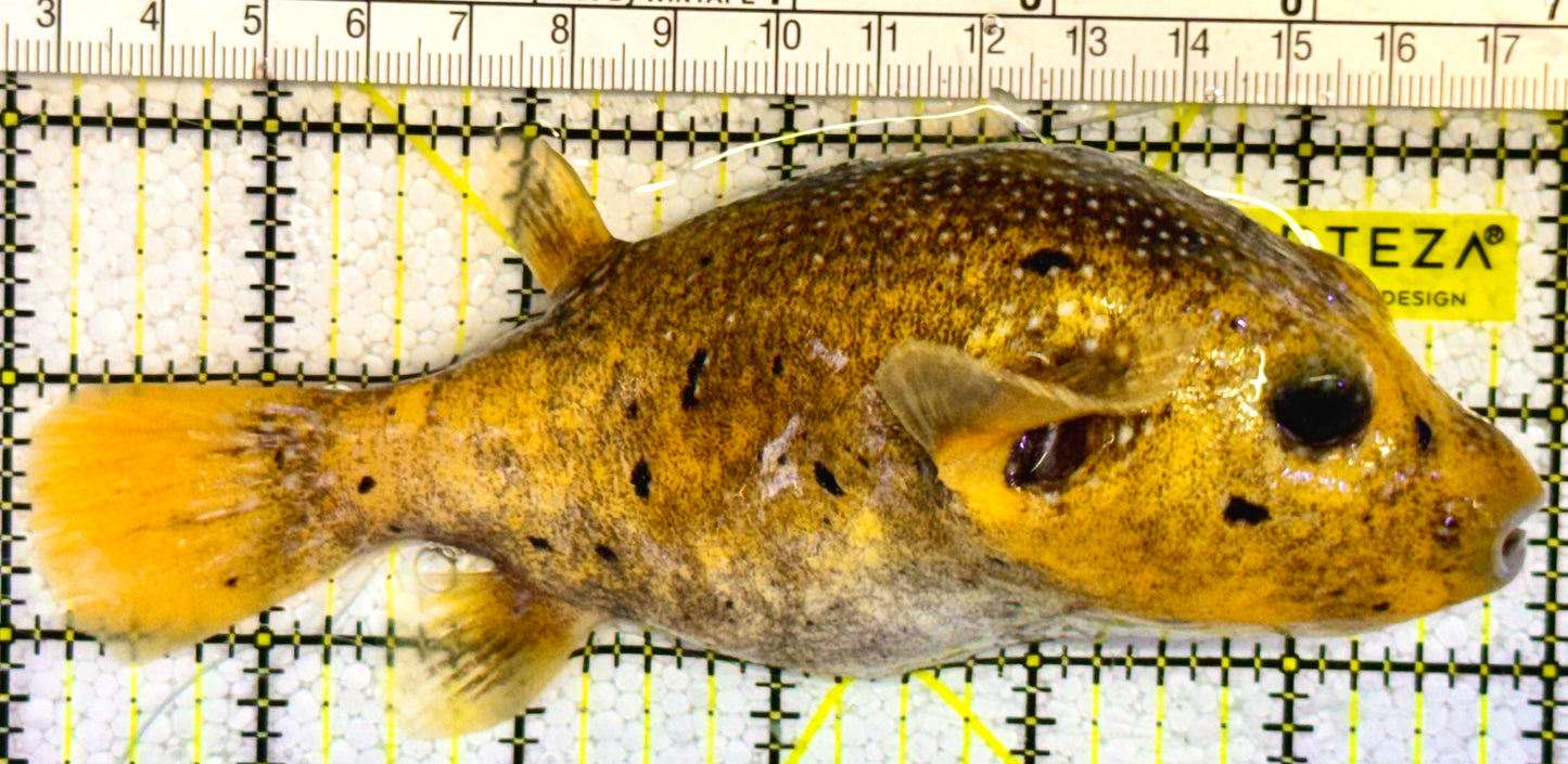 Golden Pufferfish Male GPM121401 WYSIWYG Size: L 5.75" approx