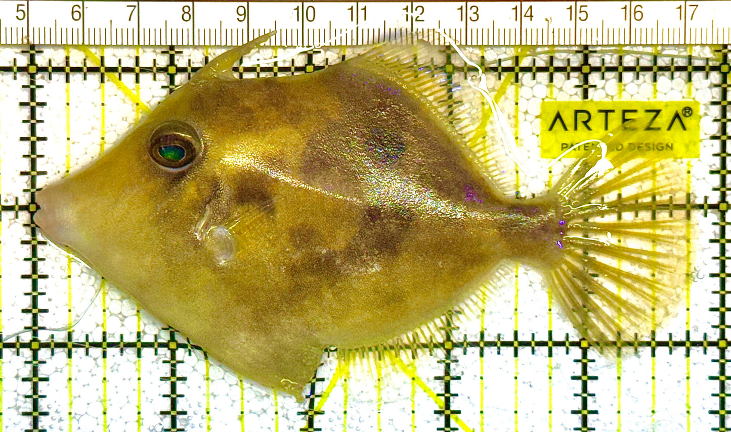 Planehead Filefish PF121401 WYSIWYG Size: L 5" approx