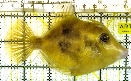 Planehead Filefish PF121401 WYSIWYG Size: L 5" approx