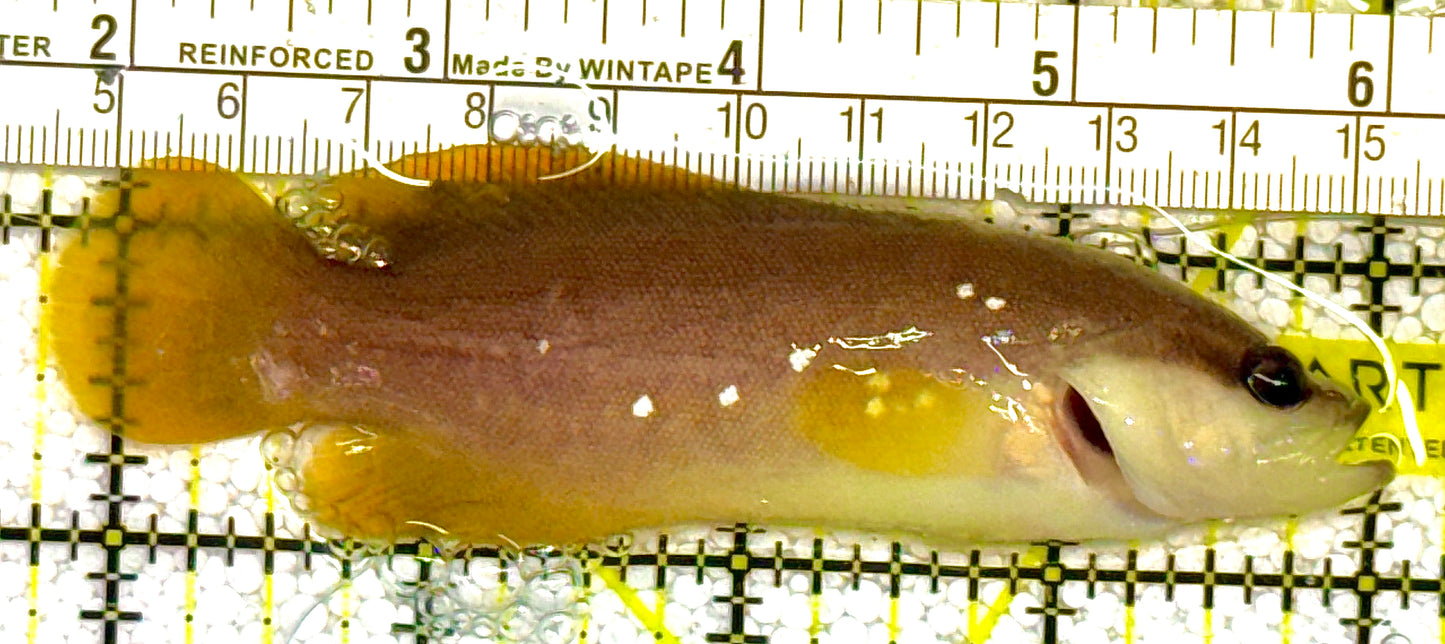 Greater Soapfish GS121402 WYSIWYG Size: L 4" approx