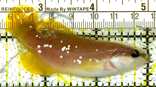 Greater Soapfish GS121401 WYSIWYG Size: M 3" approx