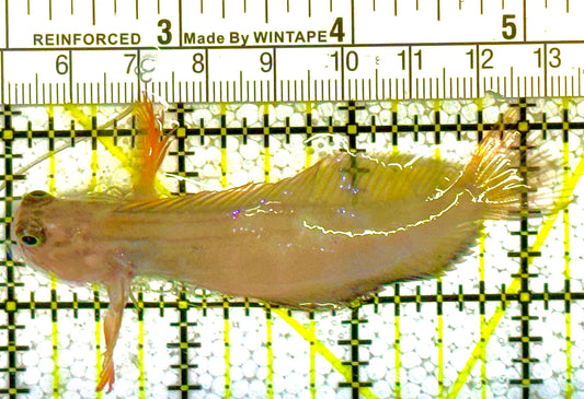 Red Lip Blenny Atlantic RLBA121401 WYSIWYG Size: M 3.25" approx