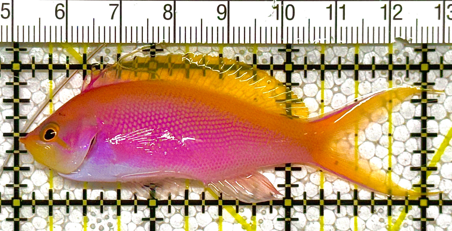 Bartlett's Anthias BA121402 WYSIWYG Size: M 3" approx