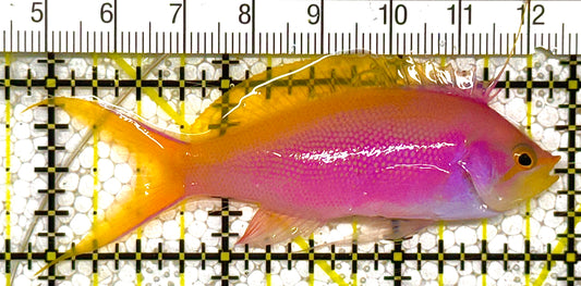 Bartlett's Anthias BA121402 WYSIWYG Size: M 3" approx