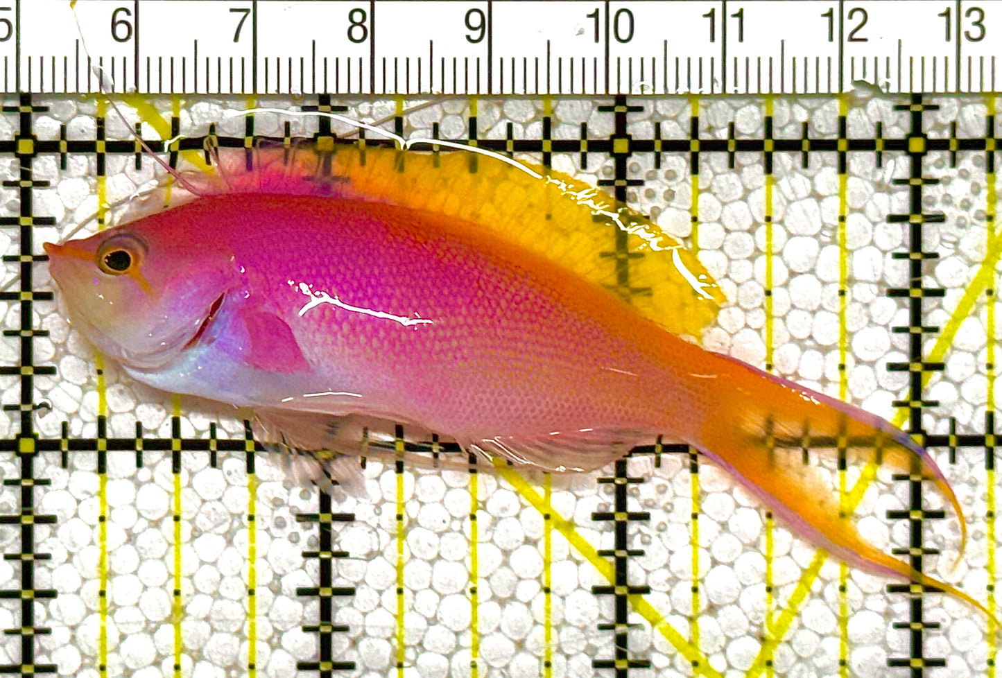 Bartlett's Anthias BA121401 WYSIWYG Size: M 3.25" approx