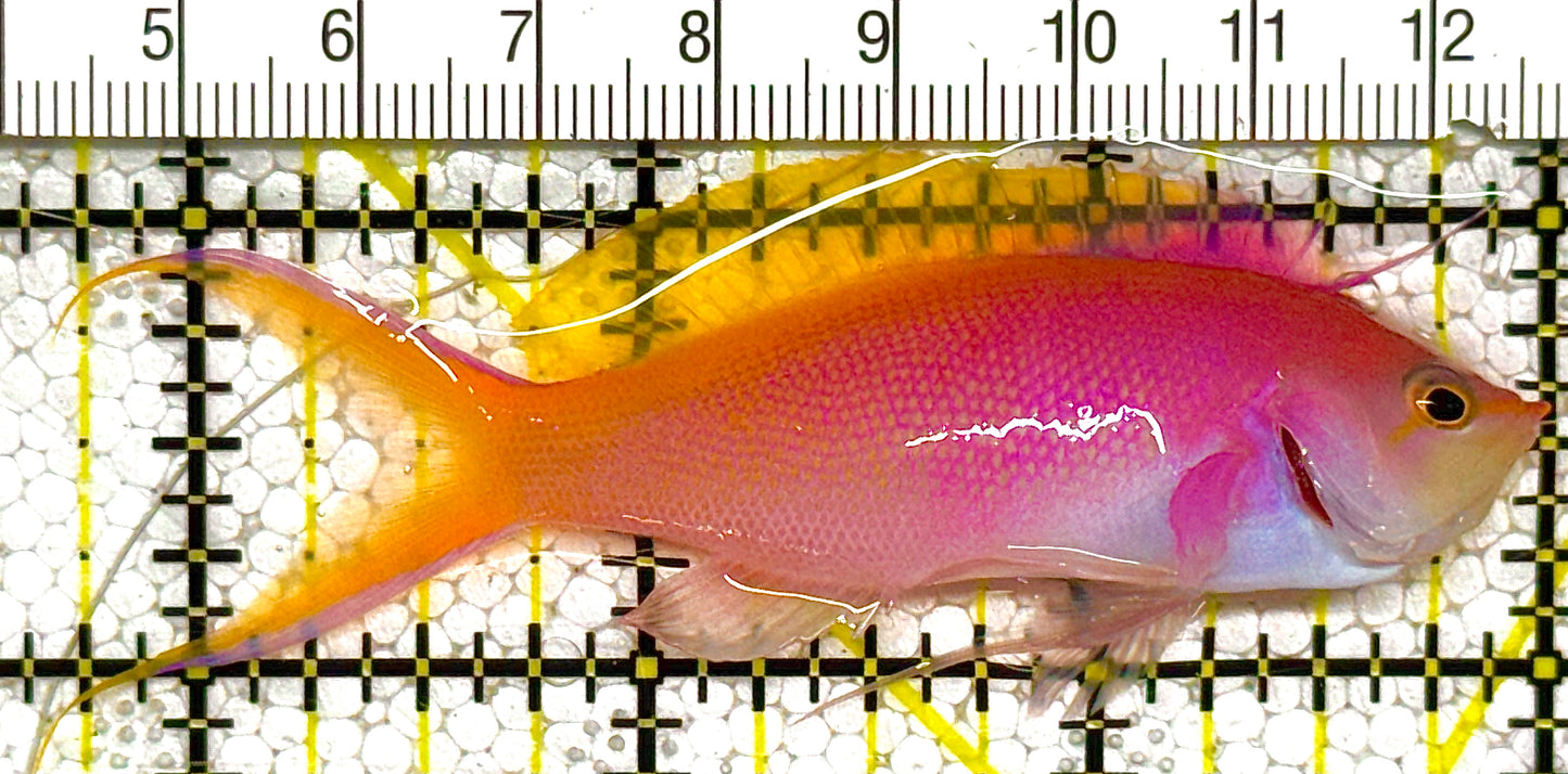 Bartlett's Anthias BA121401 WYSIWYG Size: M 3.25" approx