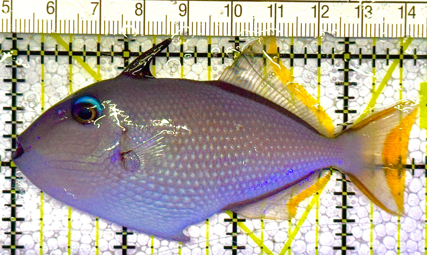 Female Blue Throat Triggerfish (Reefsafe) FBT121403 WYSIWYG Size: M 3.5" approx