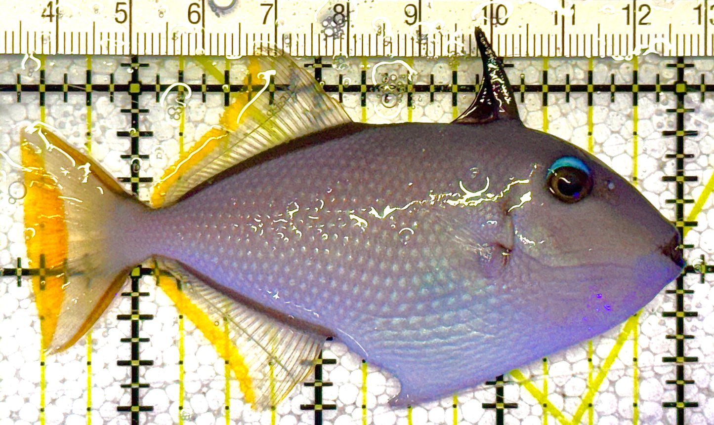 Female Blue Throat Triggerfish (Reefsafe) FBT121403 WYSIWYG Size: M 3.5" approx