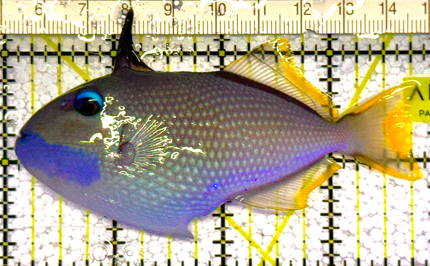 Male Blue Throat Triggerfish (Reefsafe) MBT121403 WYSIWYG Size: M 3.75" approx