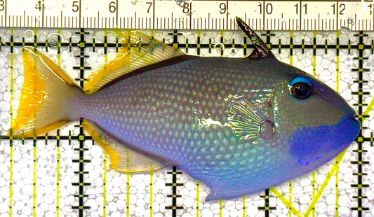 Male Blue Throat Triggerfish (Reefsafe) MBT121403 WYSIWYG Size: M 3.75" approx