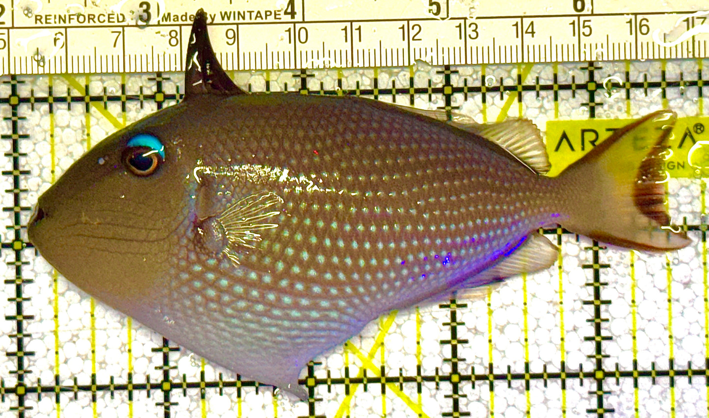 Female Blue Throat Triggerfish (Reefsafe) FBT121402 WYSIWYG Size: ML 4.5" approx