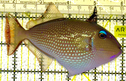 Female Blue Throat Triggerfish (Reefsafe) FBT121402 WYSIWYG Size: ML 4.5" approx