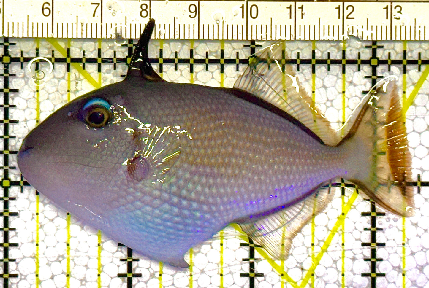 Female Blue Throat Triggerfish (Reefsafe) FBT121401 WYSIWYG Size: M 3.25" approx