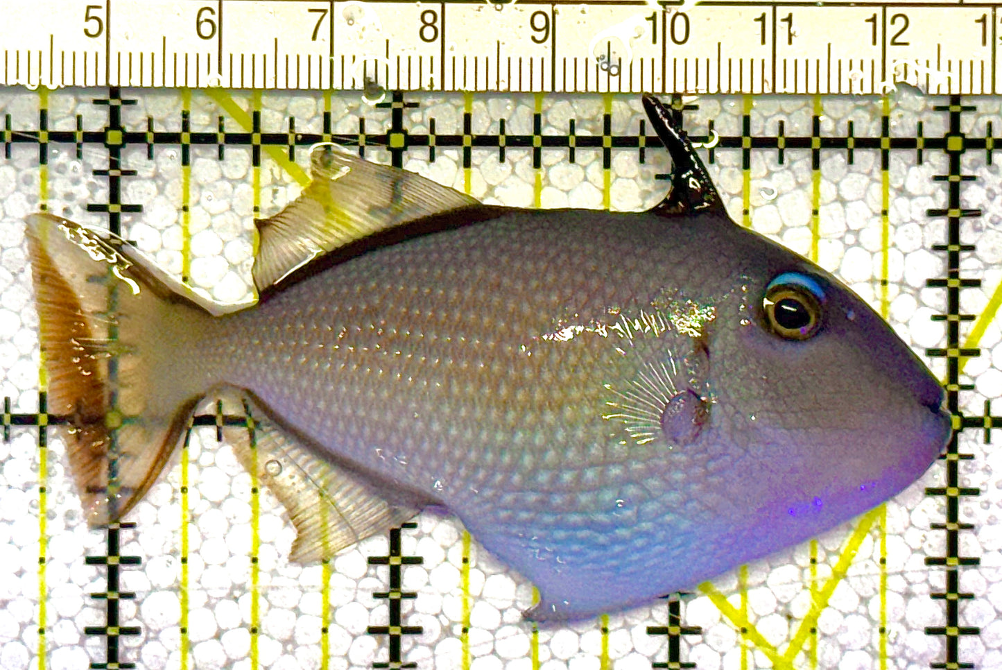 Female Blue Throat Triggerfish (Reefsafe) FBT121401 WYSIWYG Size: M 3.25" approx