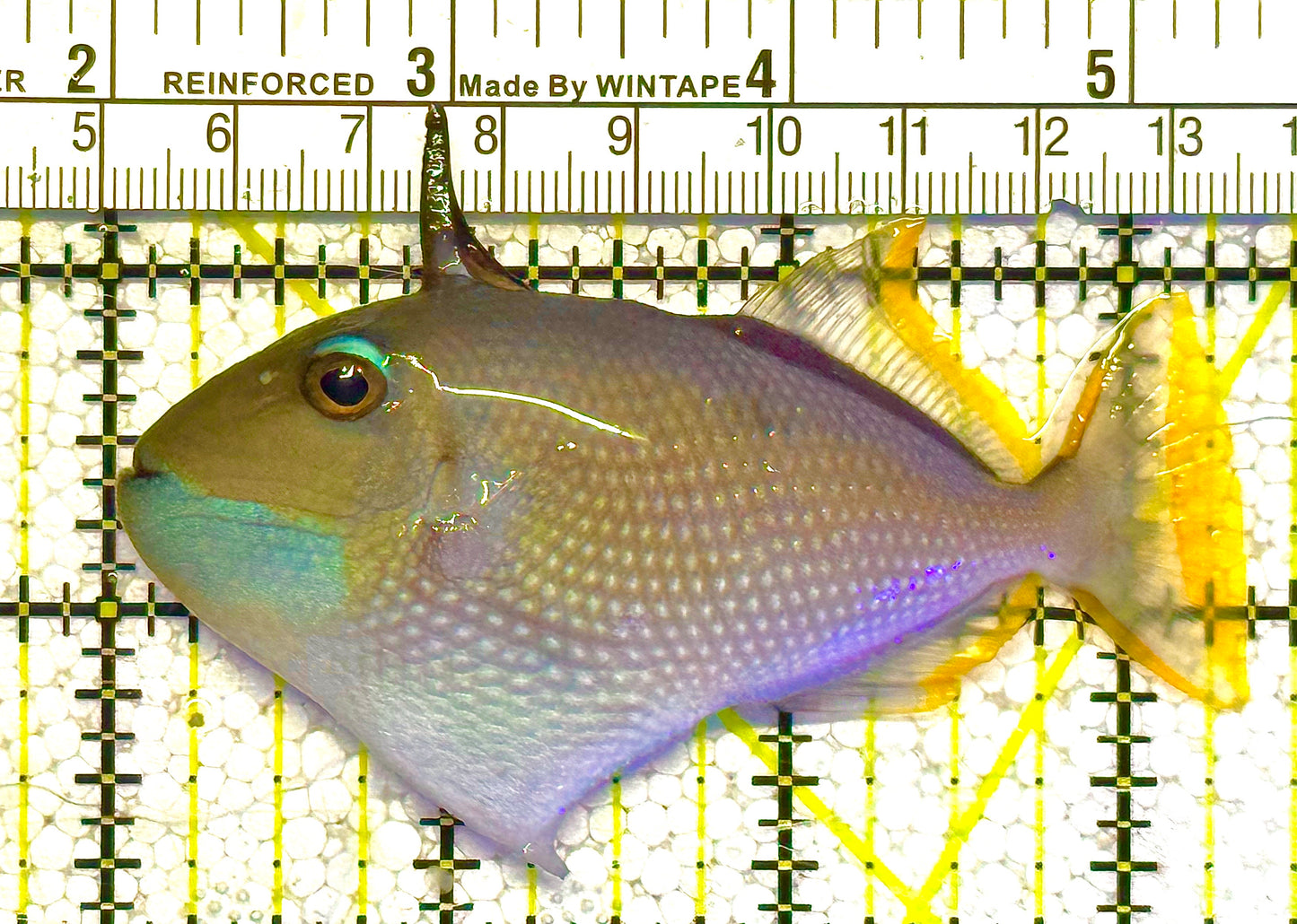 Male Blue Throat Triggerfish (Reefsafe) MBT121402 WYSIWYG Size: M 3.5" approx