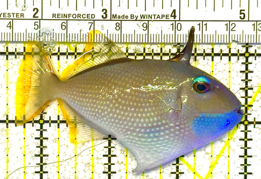 Male Blue Throat Triggerfish (Reefsafe) MBT121402 WYSIWYG Size: M 3.5" approx