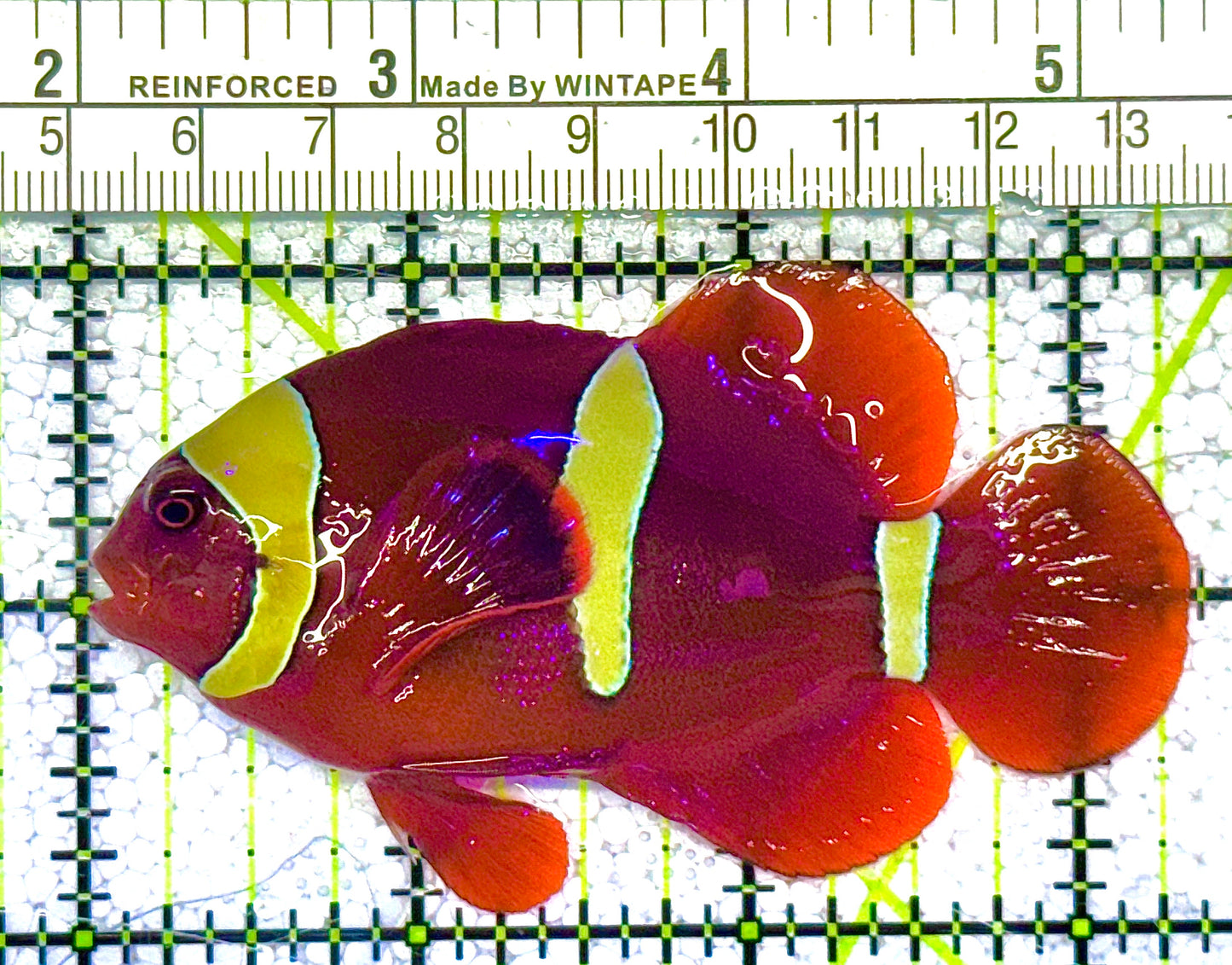 Gold Bar Maroon Clownfish GBMC121904 WYSIWYG Size: L 3.5" approx