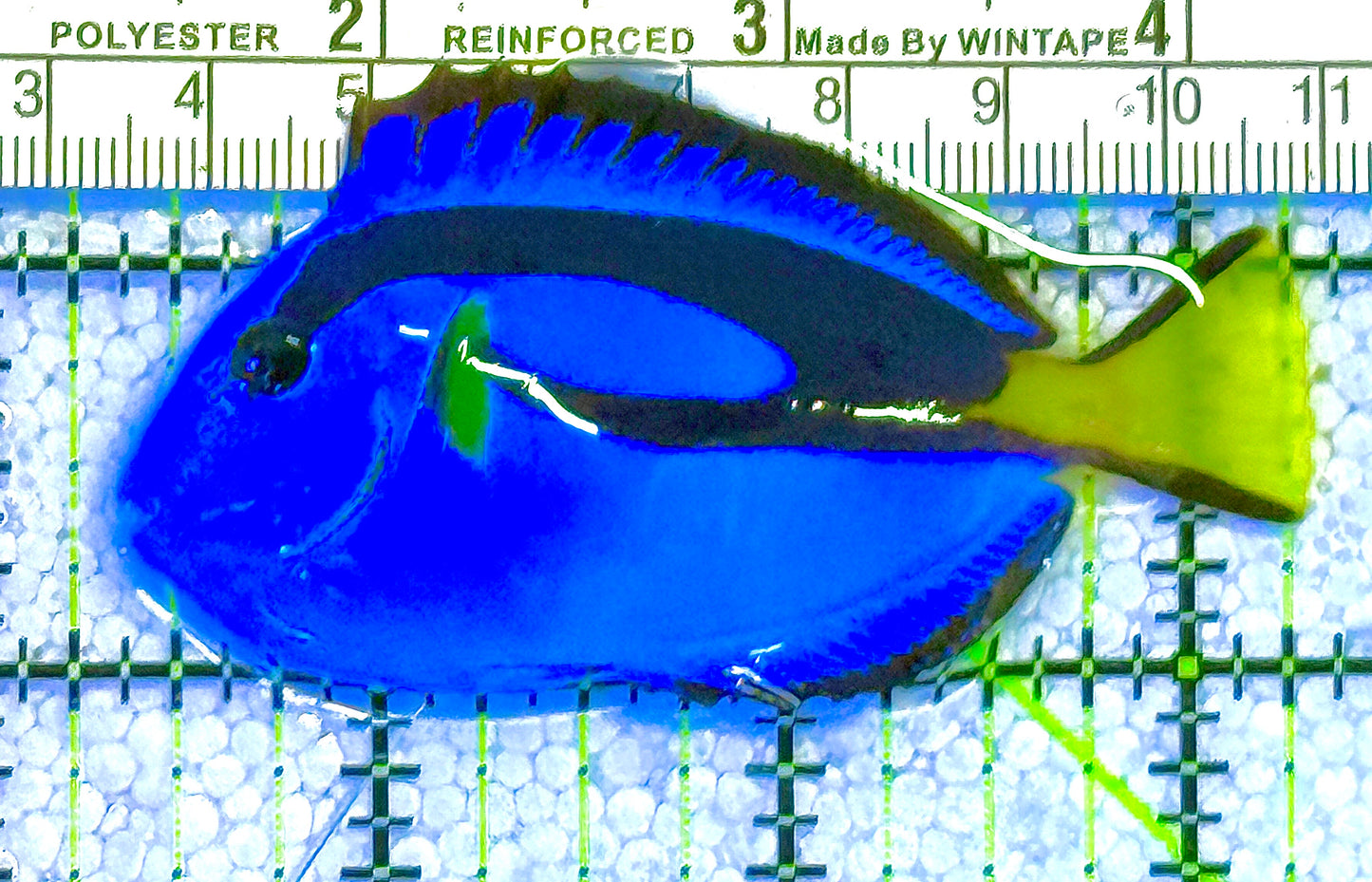 Rare Solomon Islands Blue Hippo Tang RSIBHT122502 WYSIWYG Size: M 3" approx (Bright Light Blue)