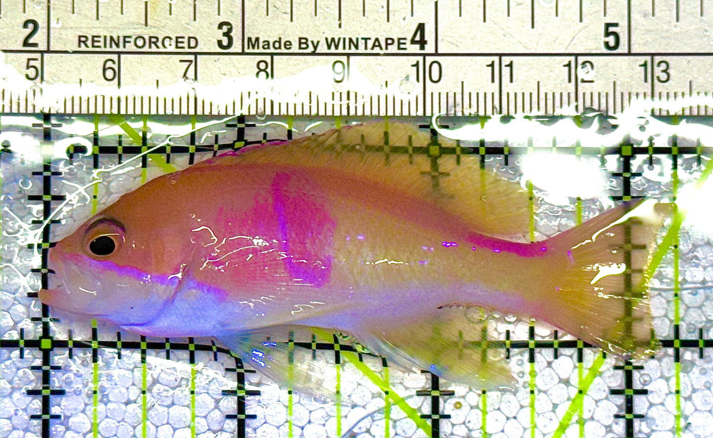 Tricolor Red Belt Anthias Male TRBAM122001 WYSIWYG Size: M 3.25" approx