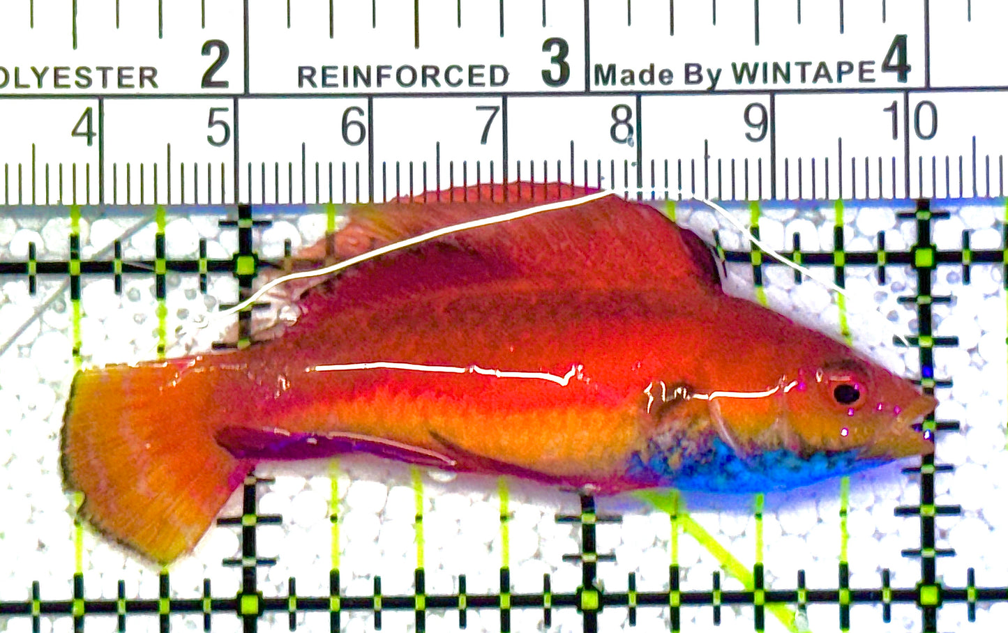 Sailfin Fairy Wrasse SFW122003 WYSIWYG Size: XL 2.5" approx