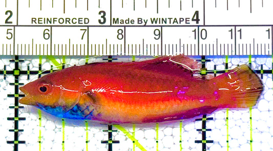 Sailfin Fairy Wrasse SFW122003 WYSIWYG Size: XL 2.5" approx