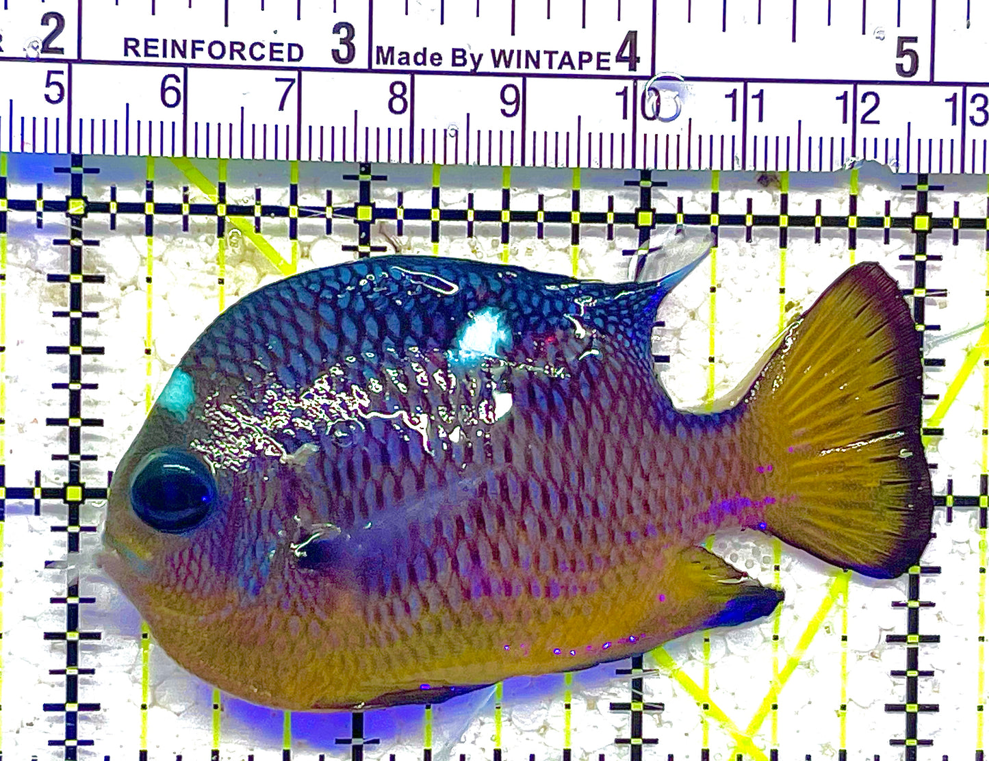 Golden Belly  Domino Damselfish (Tonga) DD011801 WYSIWYG Size: XXL/SHOW 3" approx