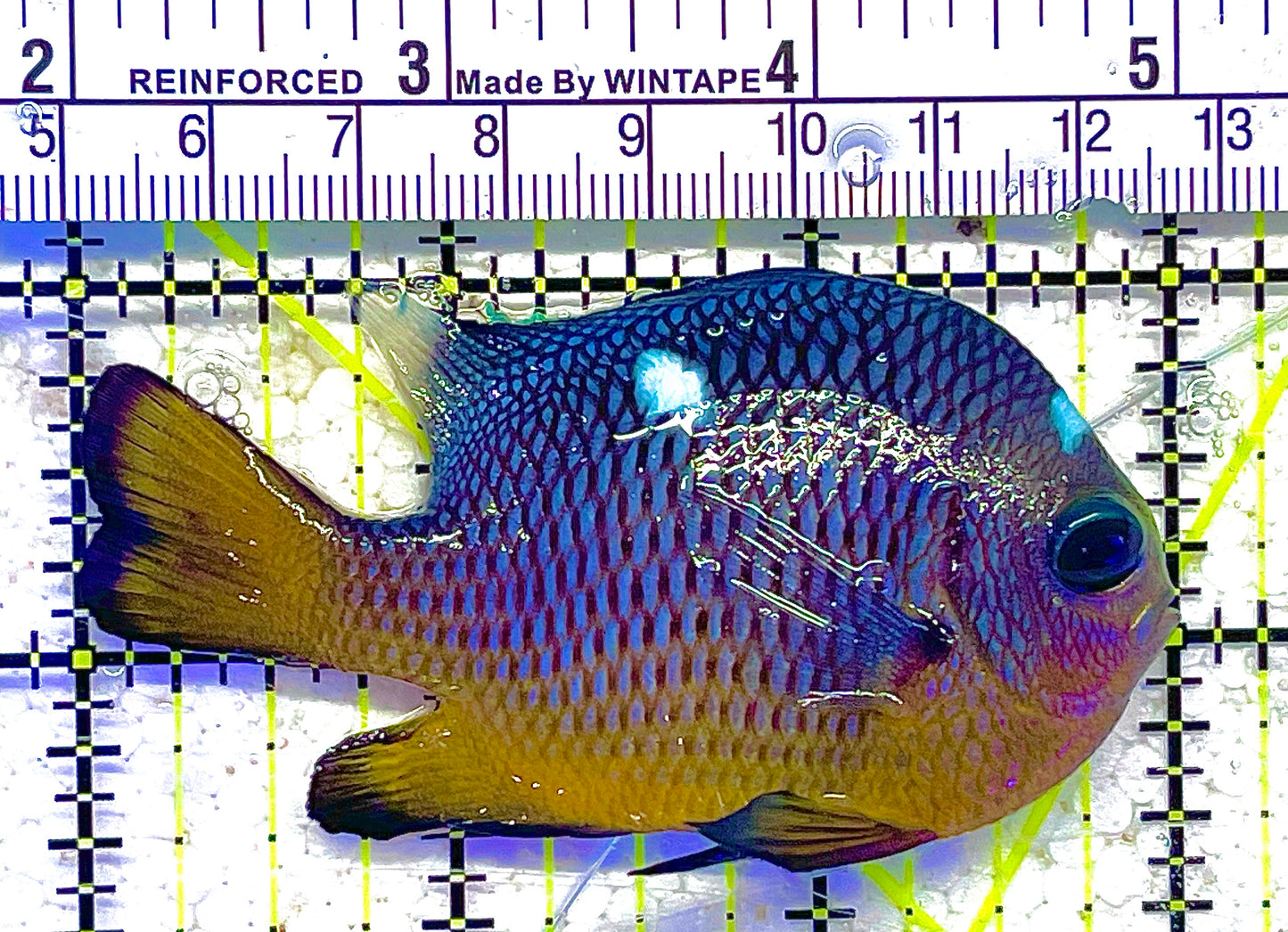 Golden Belly  Domino Damselfish (Tonga) DD011801 WYSIWYG Size: XXL/SHOW 3" approx