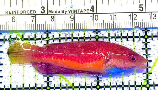 Sailfin Fairy Wrasse SFW122001 WYSIWYG Size: XL 3" approx