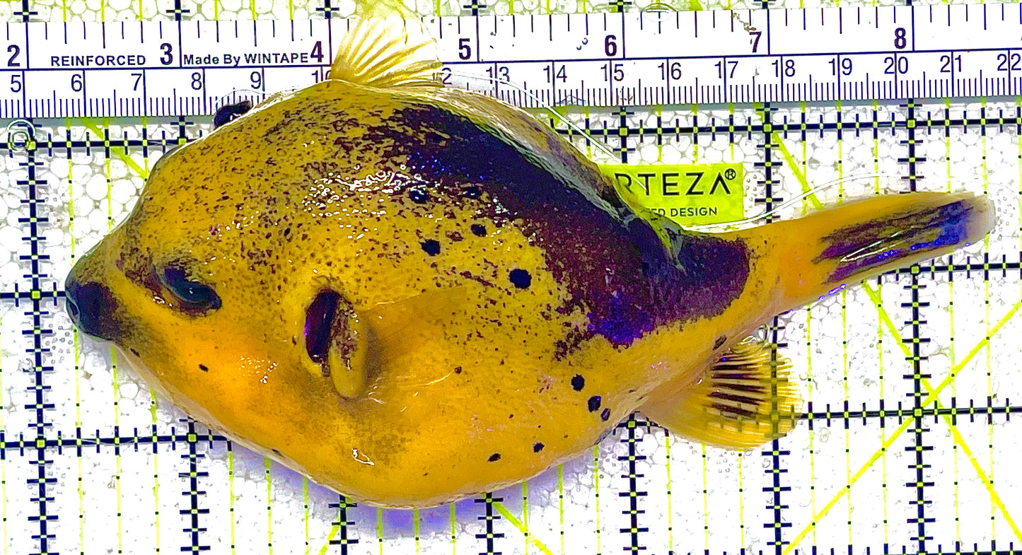 Golden Pufferfish Male GPM011801 WYSIWYG Size: L 6.5" approx