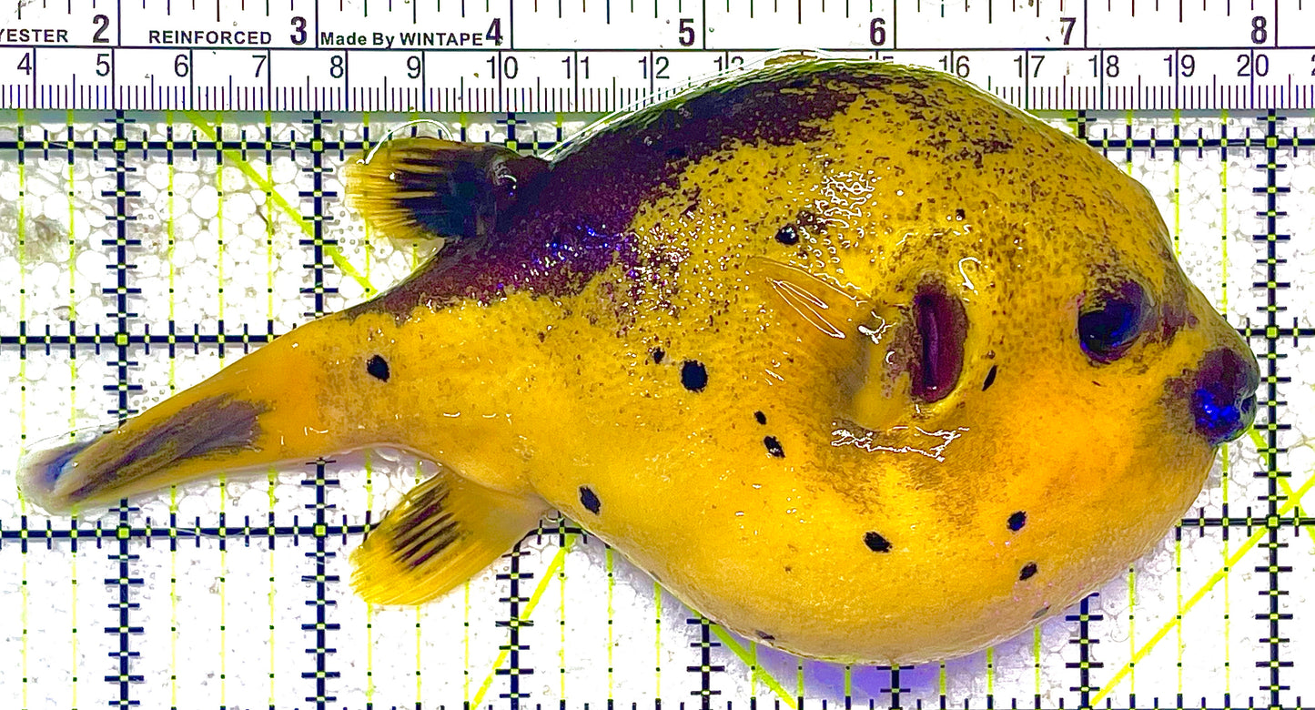 Golden Pufferfish Male GPM011801 WYSIWYG Size: L 6.5" approx