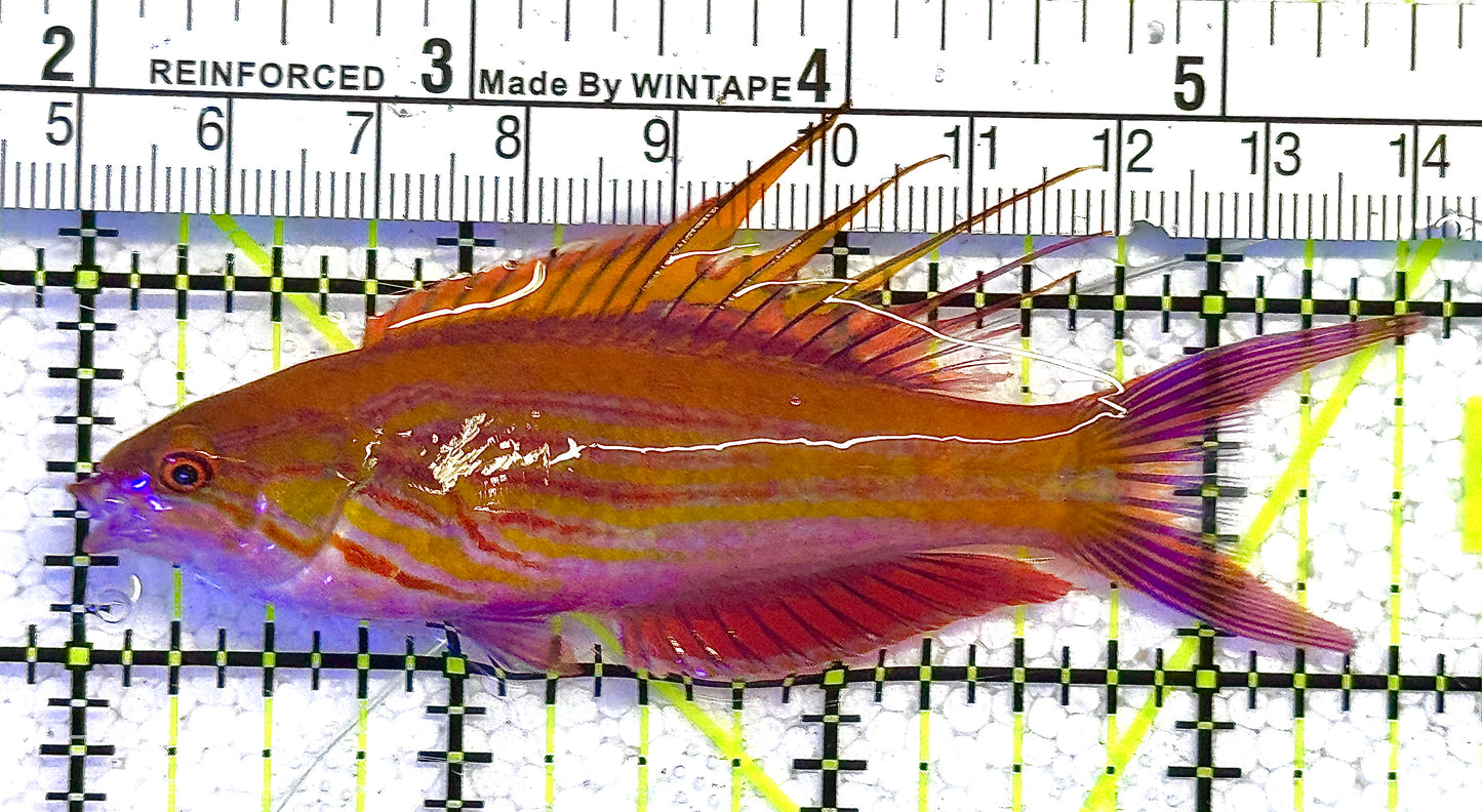 Rare Solomon Islands Filament Flasher Wrasse RSIFFW122503 WYSIWYG Size: XL 3.5" approx