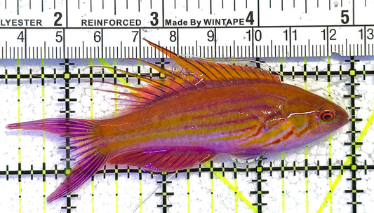 Rare Solomon Islands Filament Flasher Wrasse RSIFFW122503 WYSIWYG Size: XL 3.5" approx