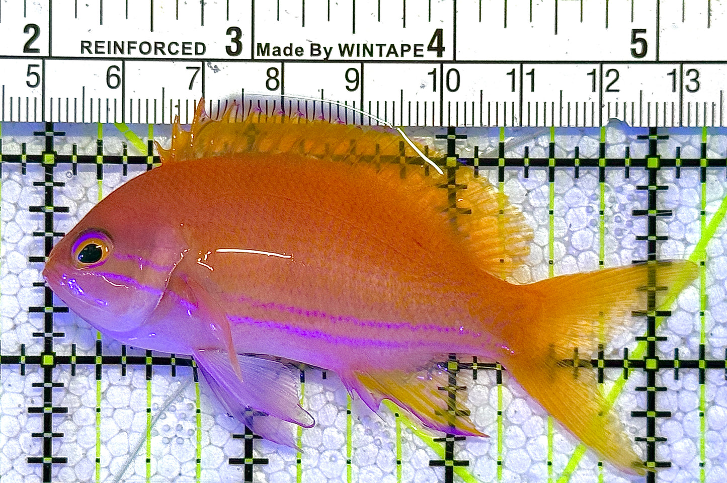 Rare Solomon Islands Squareback Anthias (Female) RSISA122501 WYSIWYG Size: L 3" approx