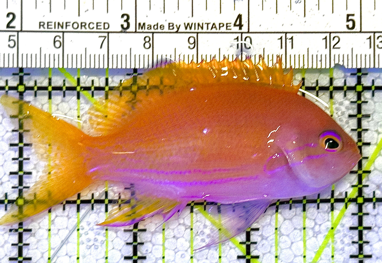 Rare Solomon Islands Squareback Anthias (Female) RSISA122501 WYSIWYG Size: L 3" approx