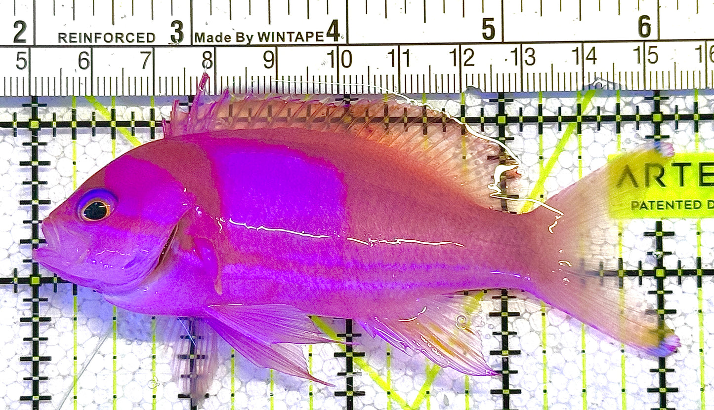 Rare Solomon Islands Squareback Anthias (Male) RSISA122502 WYSIWYG Size: L 4" approx