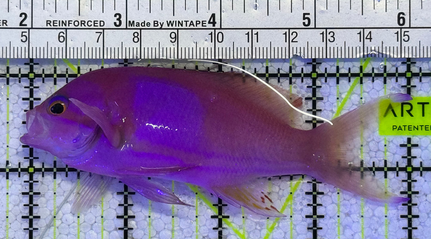 Rare Solomon Islands Squareback Anthias (Male) RSISA122501 WYSIWYG Size: L 4" approx