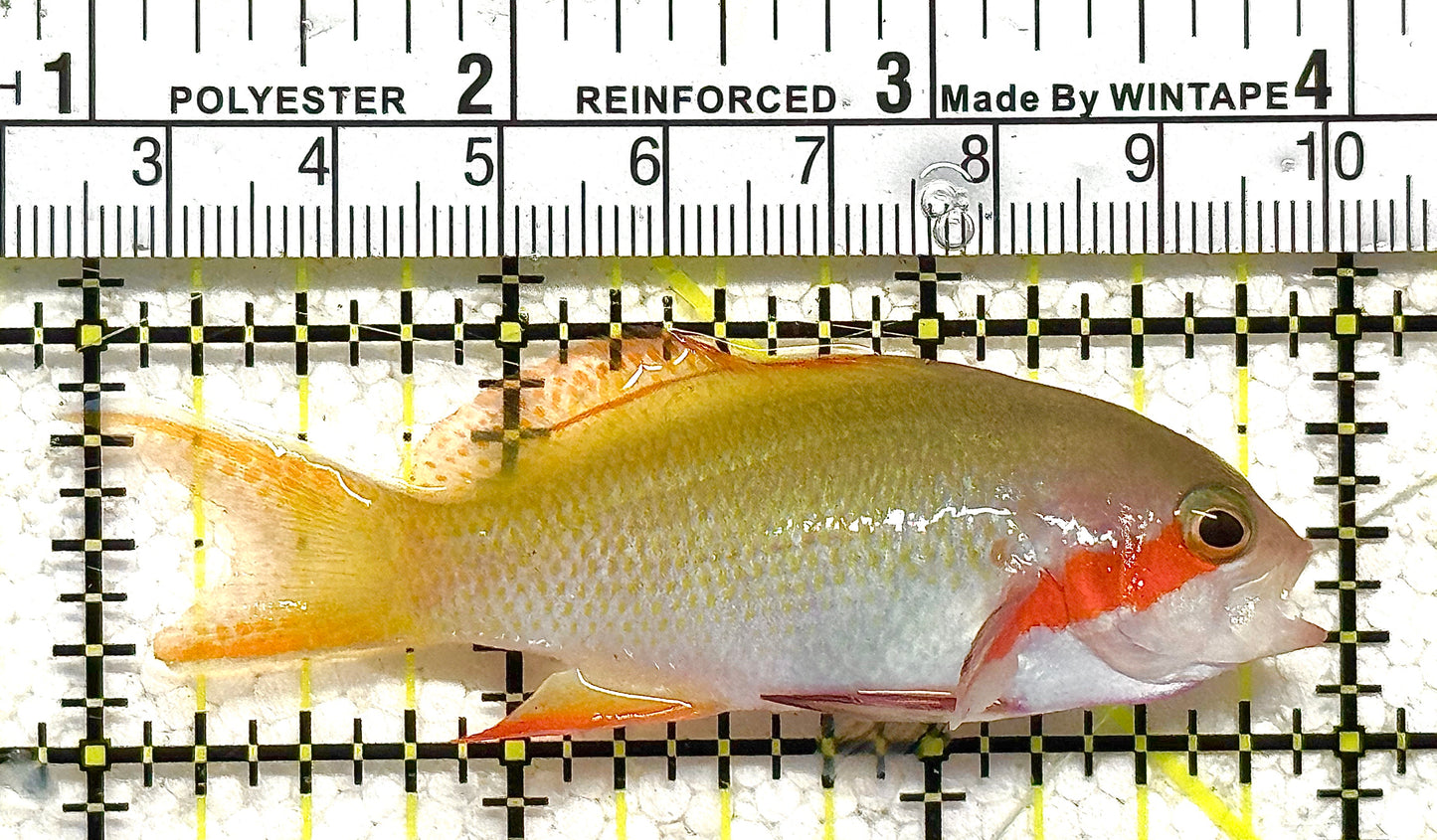 Rare Solomon Islands Female Hutchii Anthias RSIFHA122502 WYSIWYG Size: M 3" approx