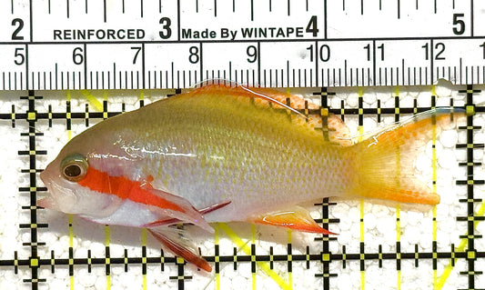 Rare Solomon Islands Female Hutchii Anthias RSIFHA122502 WYSIWYG Size: M 3" approx