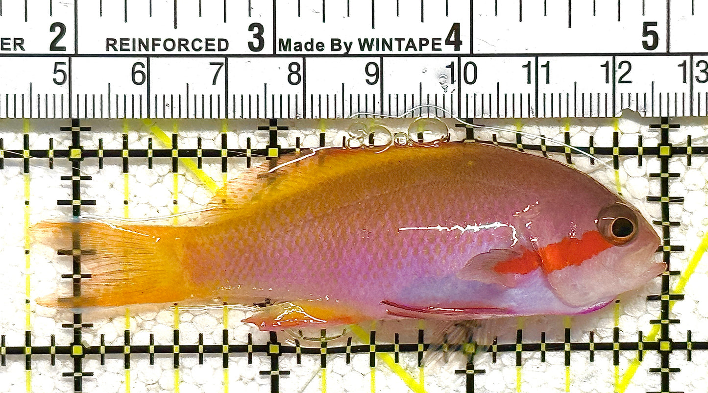 Rare Solomon Islands Male Hutchii Anthias RSIMHA122501 WYSIWYG Size: M 3" approx