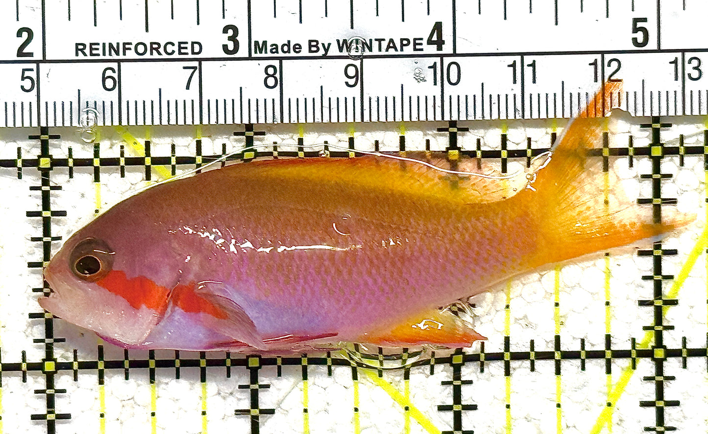 Rare Solomon Islands Male Hutchii Anthias RSIMHA122501 WYSIWYG Size: M 3" approx