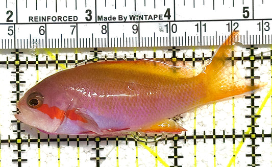 Rare Solomon Islands Male Hutchii Anthias RSIMHA122501 WYSIWYG Size: M 3" approx