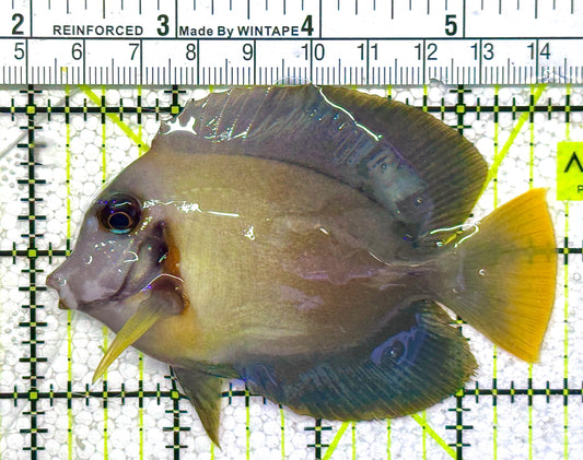 Chocolate Tang (Yellow Mimic when Juvenile) CT122501 WYSIWYG Size: M 3.5" approx